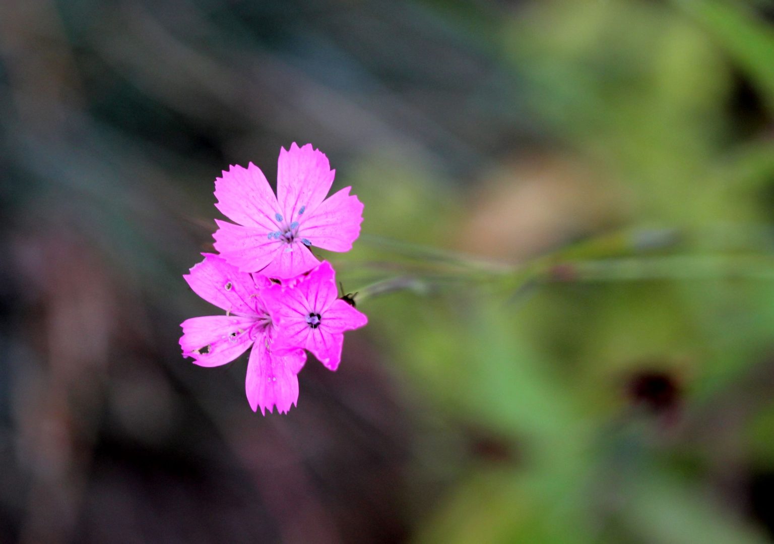 Dianthus Cruentus Introduced Usa Eflora Of India