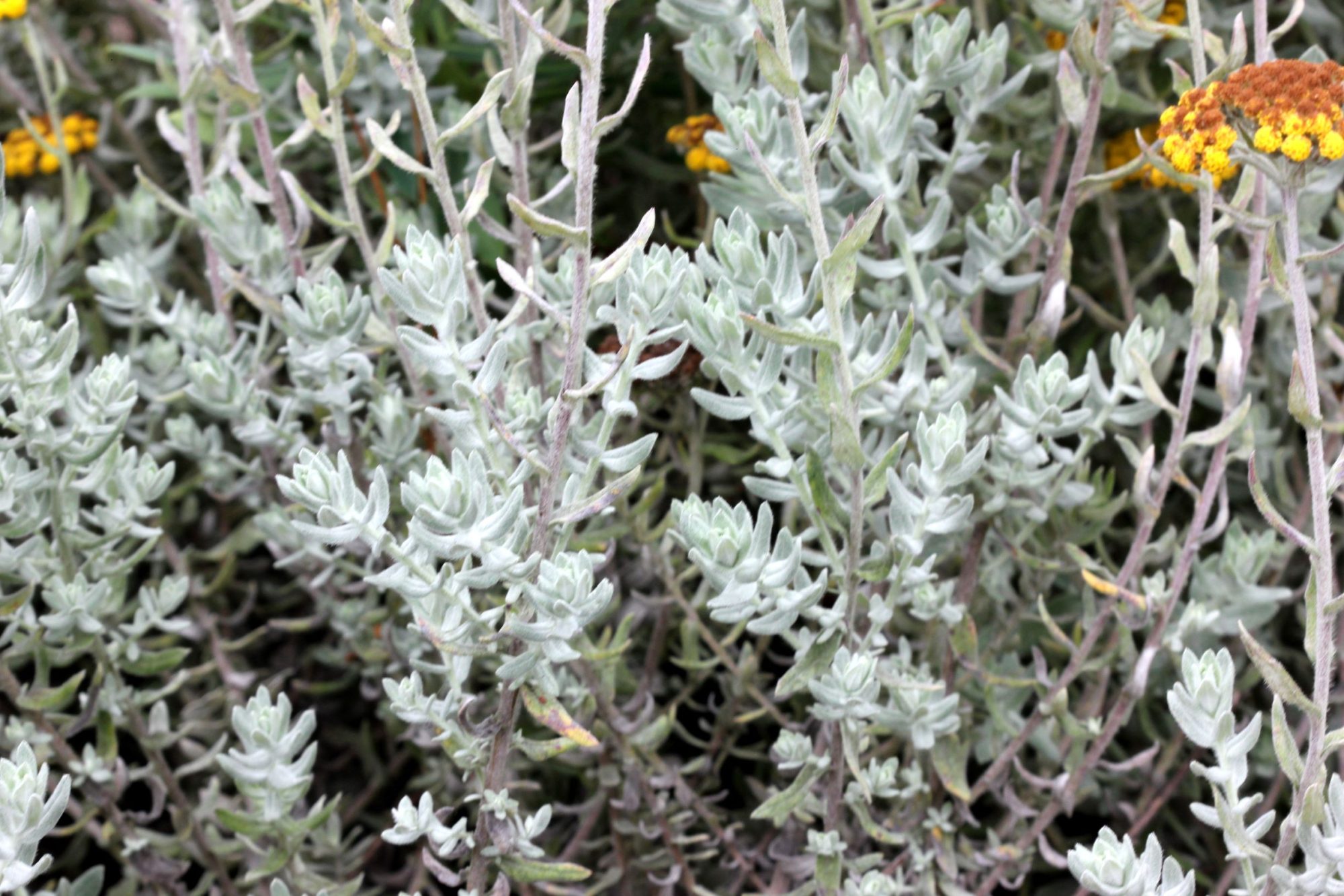 Helichrysum Dasyanthum Introduced Usa Eflora Of India