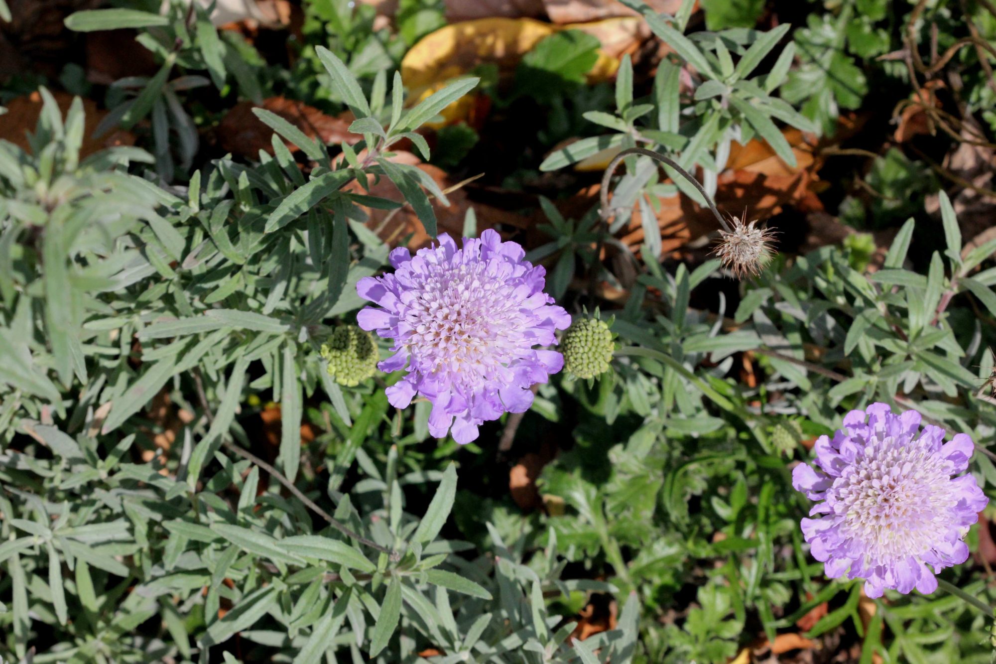 Scabiosa Columbaria Introduced Usa Eflora Of India