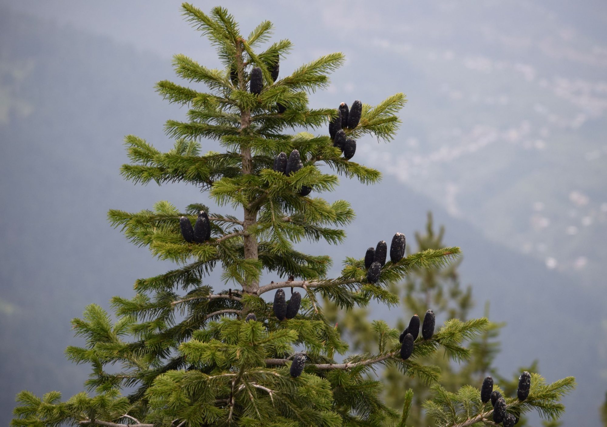 Abies pindrow – eFlora of India
