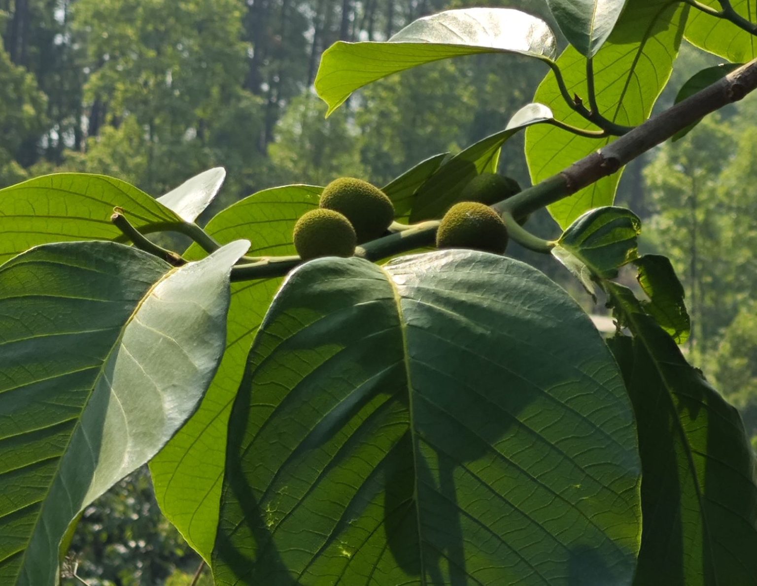 Artocarpus hirsutus – eFlora of India