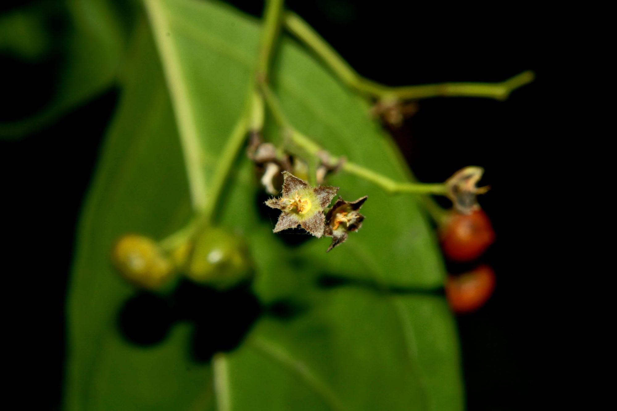 Ehretia laevis – eFlora of India