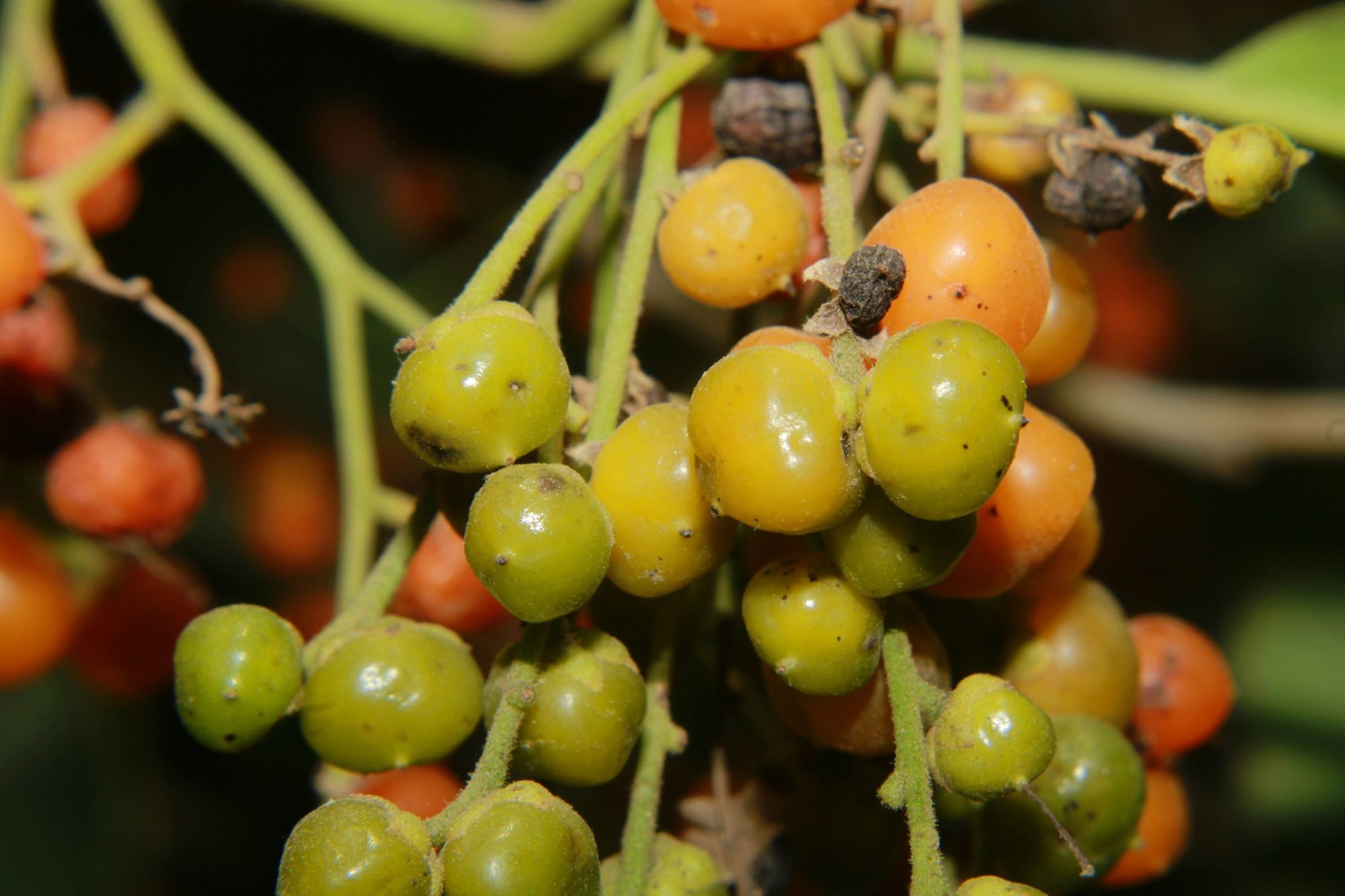 Ehretia laevis – eFlora of India
