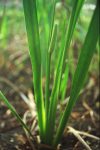 Acorus calamus – eFlora of India