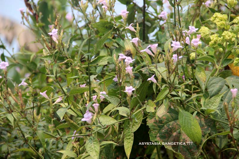 Asystasia chelonoides ? – eFlora of India