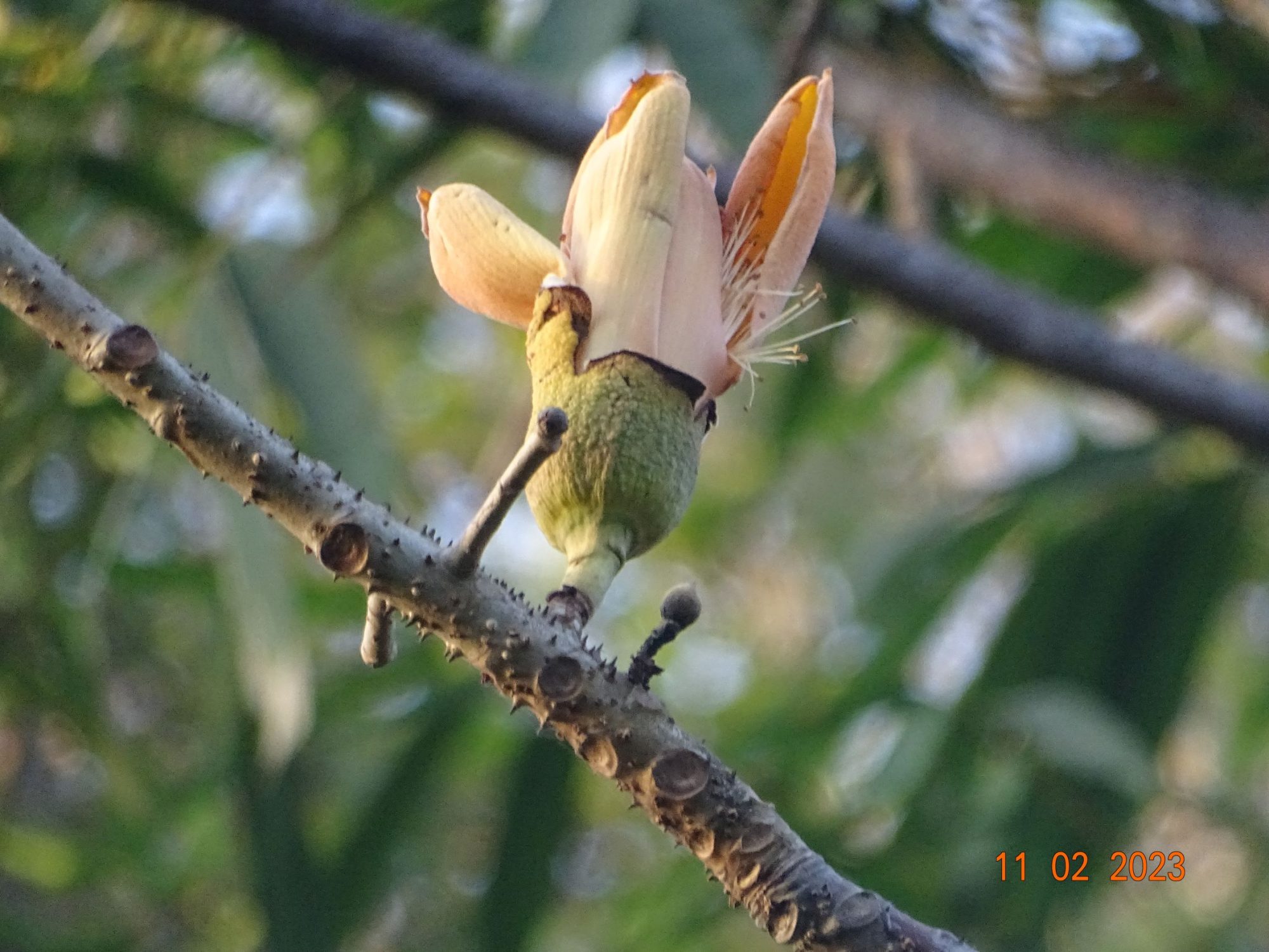 Bombax insigne – eFlora of India