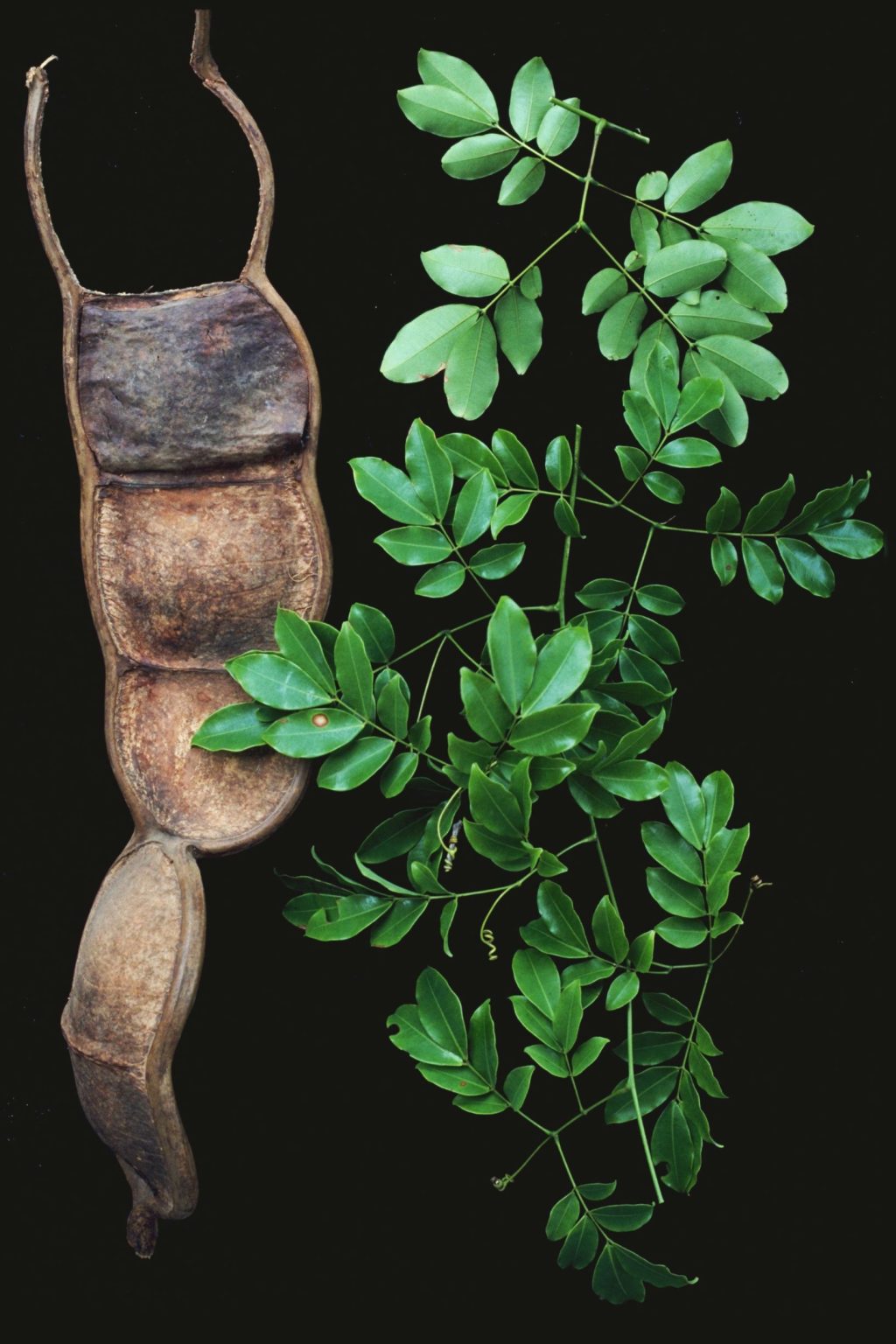 Entada rheedii – eFlora of India
