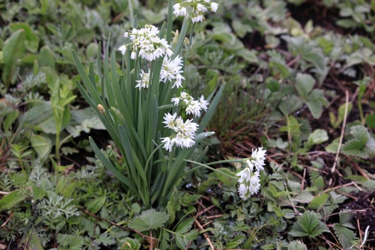 Allium humile – eFlora of India