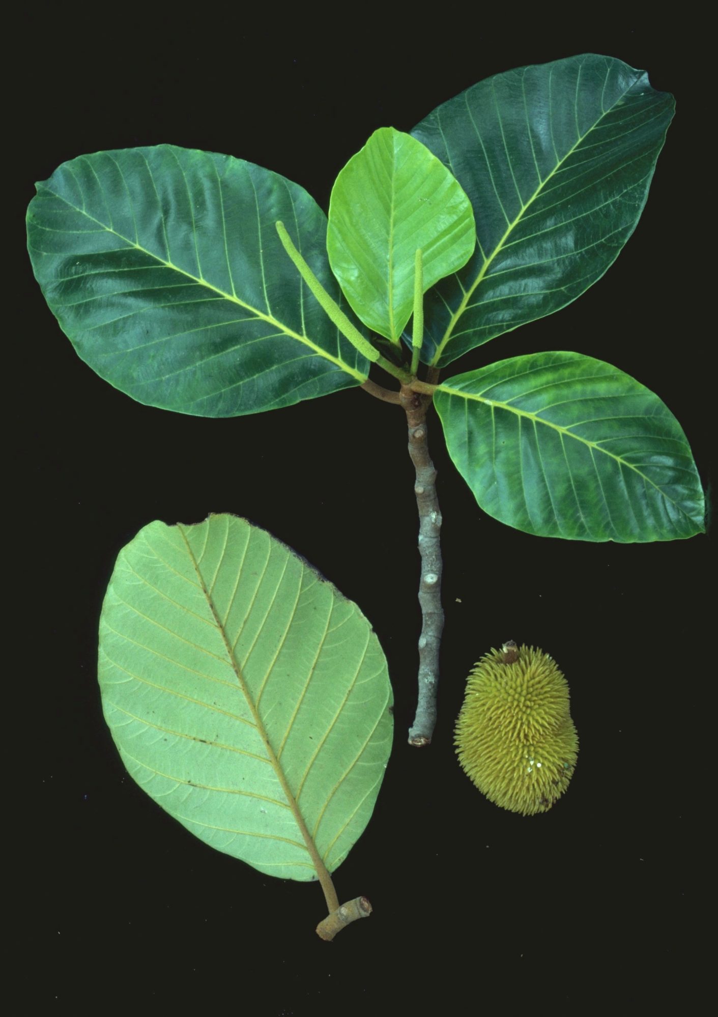 Artocarpus Hirsutus Eflora Of India