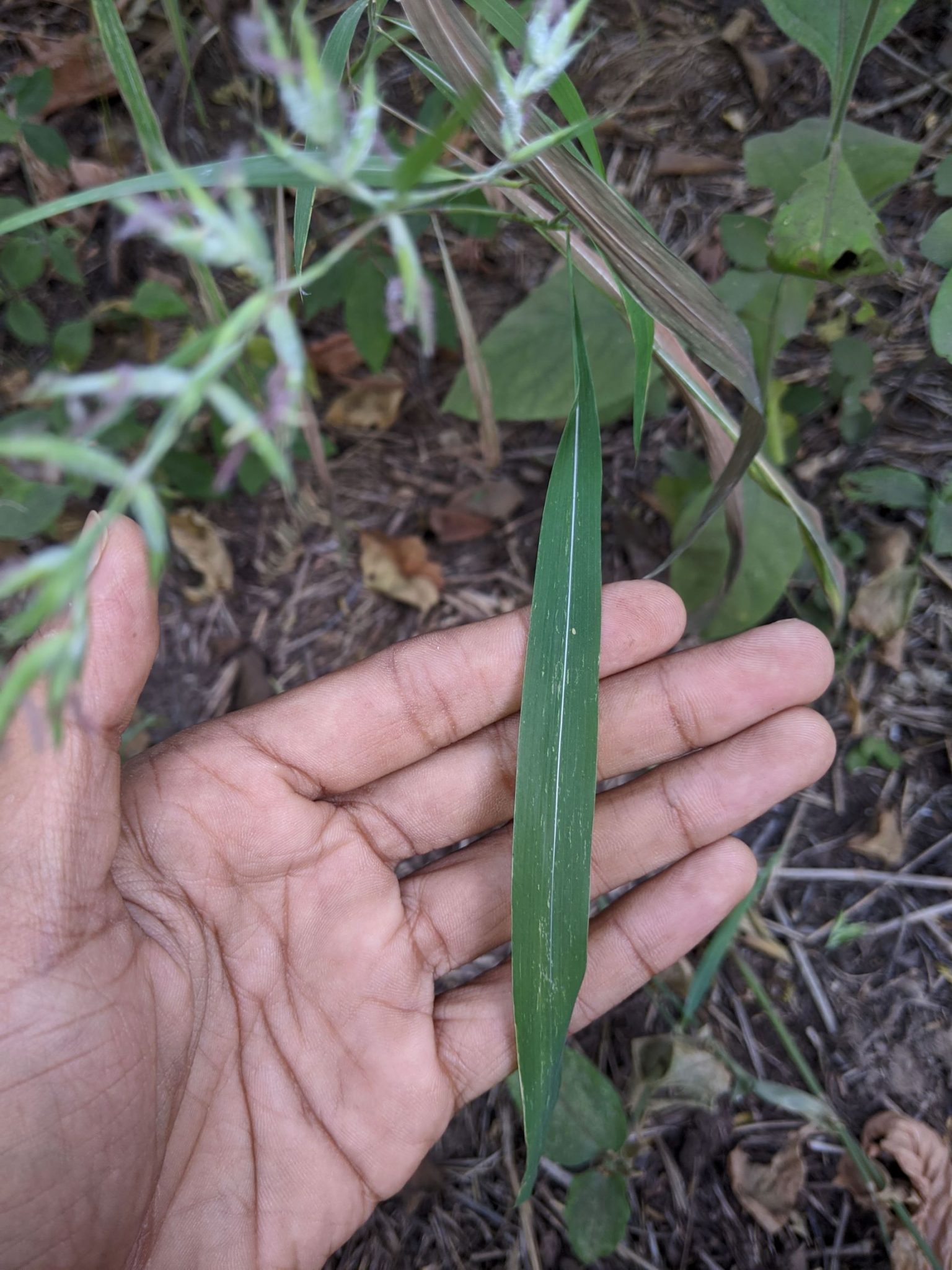 Apluda mutica – eFlora of India