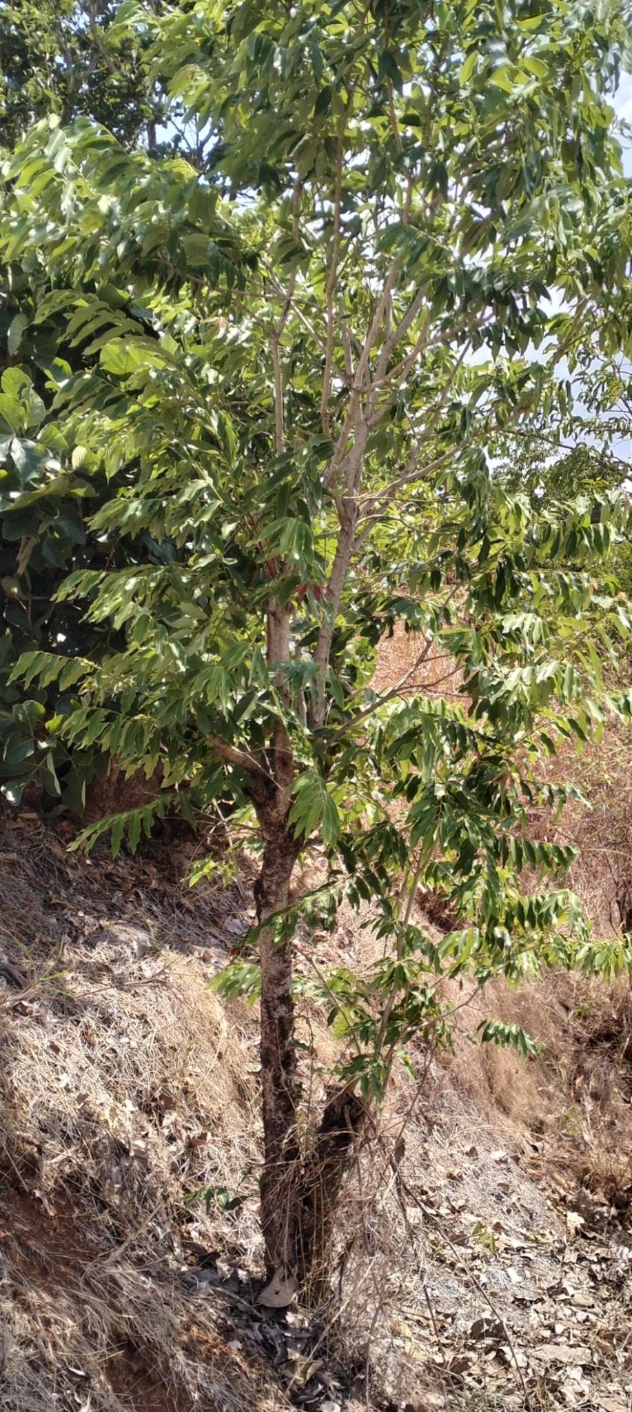 Alangium salviifolium – eFlora of India