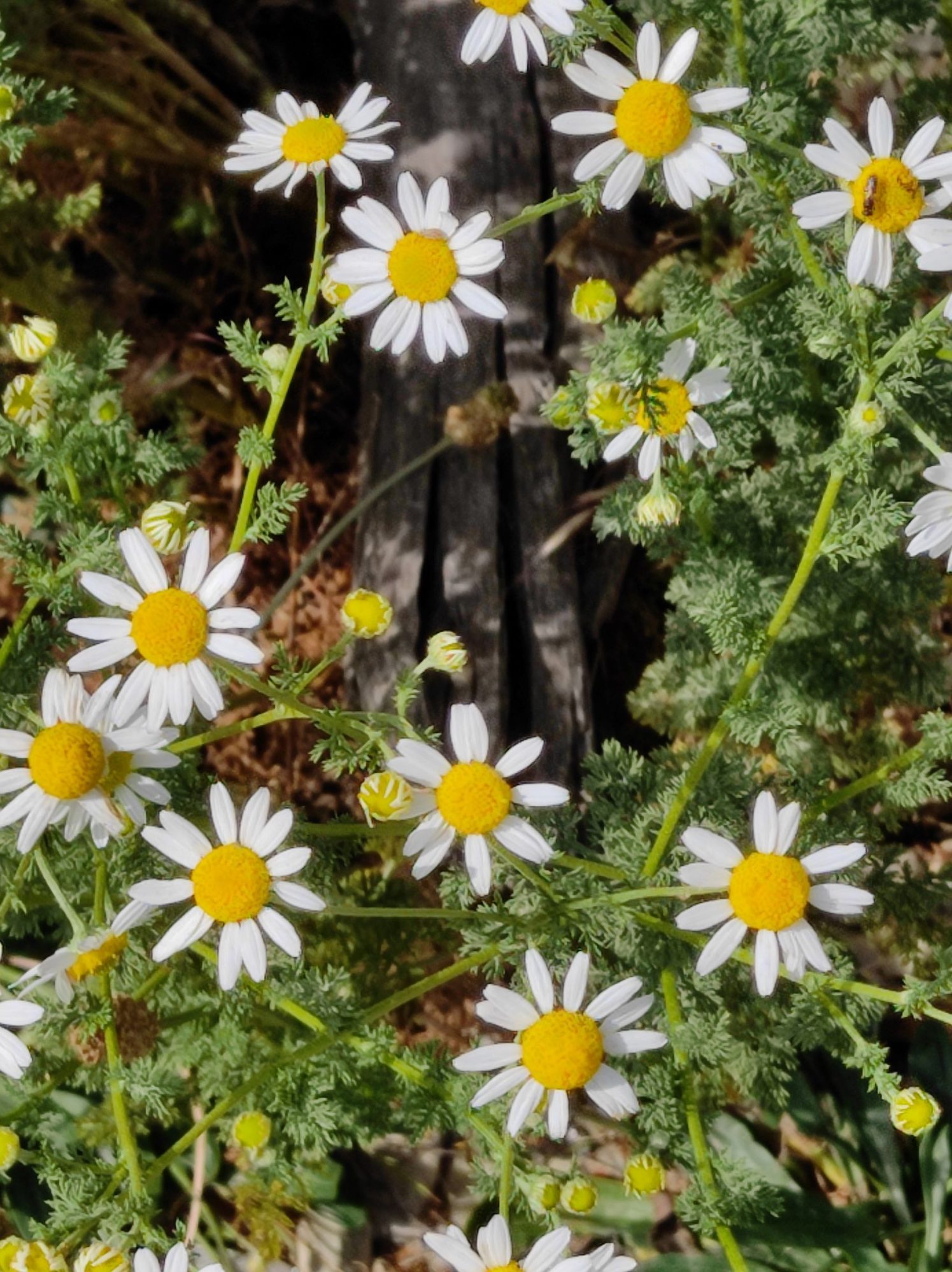 Anthemis cotula – eFlora of India