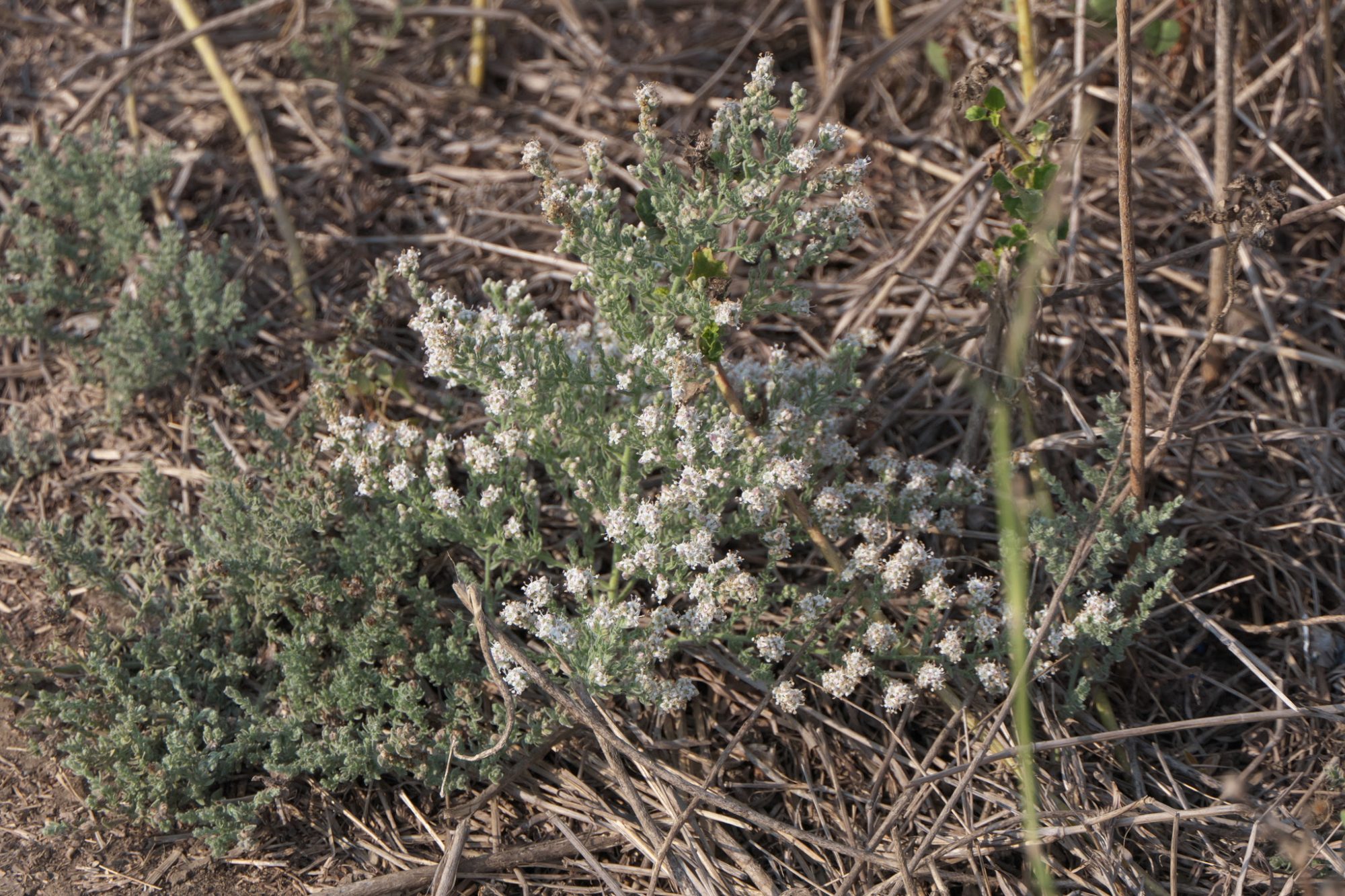 Cressa Rice Cressa cretica – eFlora of India