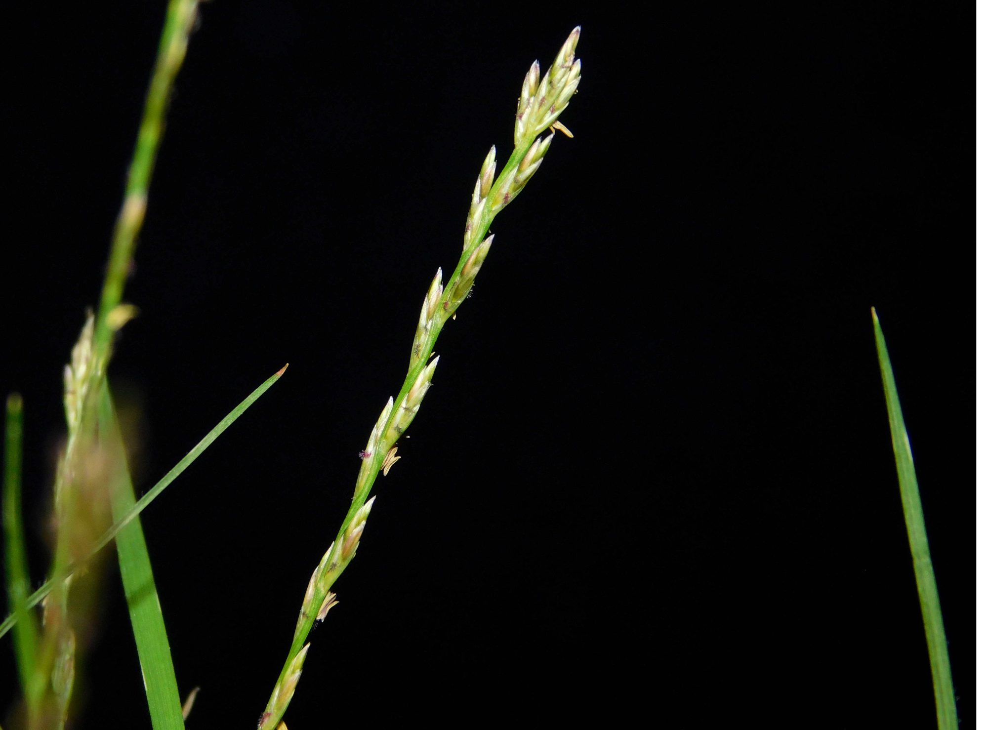 Tripogon Purpurascens EFlora Of India tripogon-purpurascens-eflora-of-india