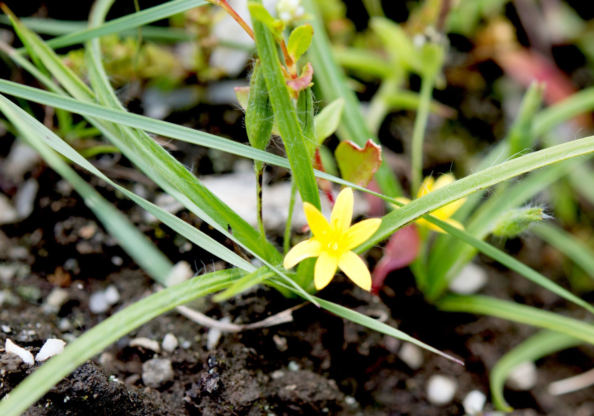 Hypoxis aurea eFlora of India