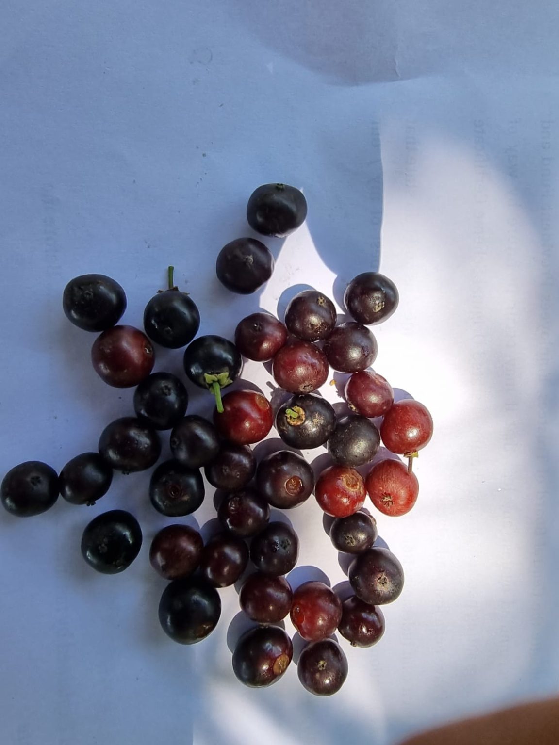 Flacourtia indica, Ramontchi, Governor's Plum Fruit Tropical Plant - 10 Sementes