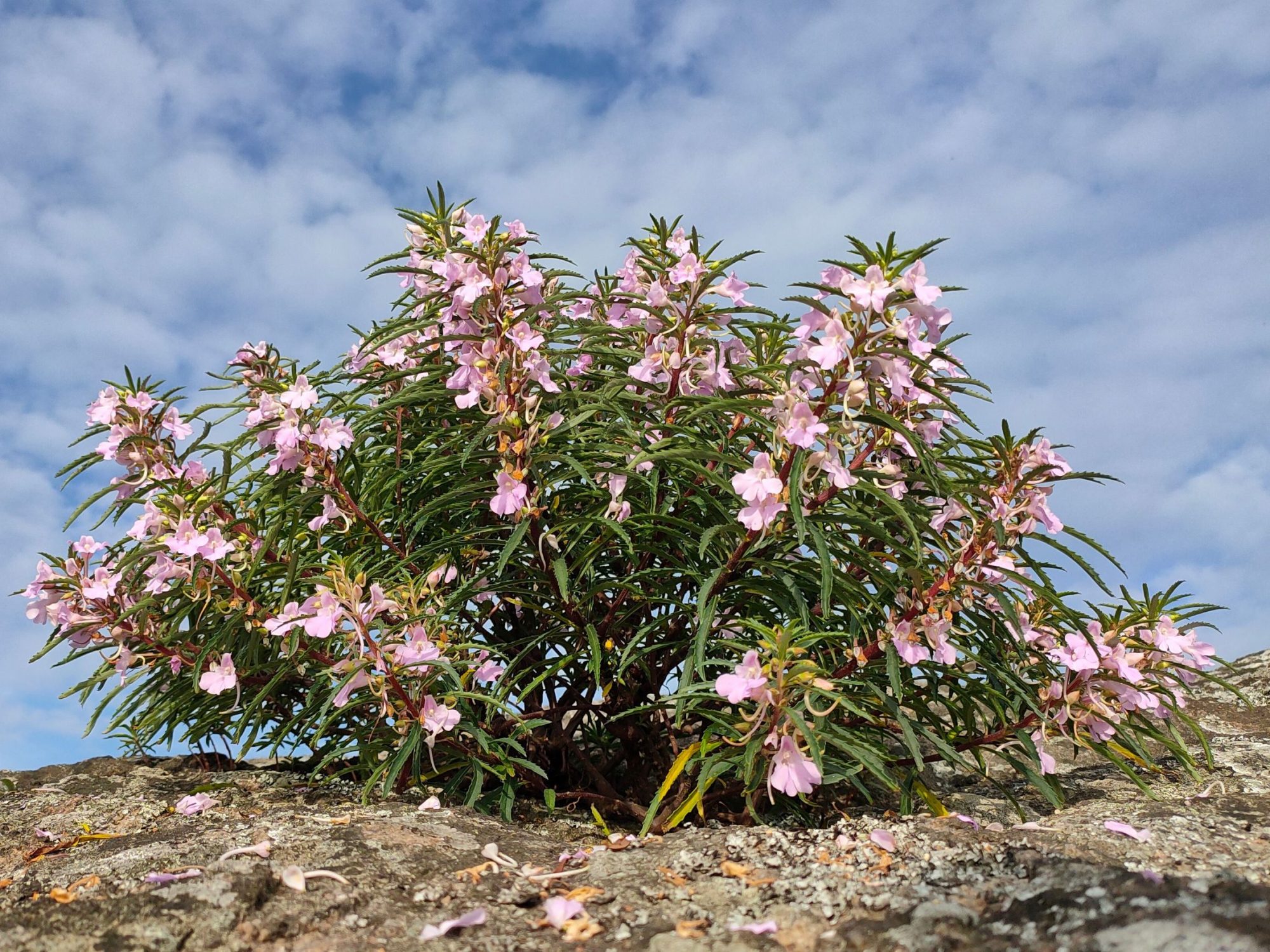 Impatiens balsamina – eFlora of India