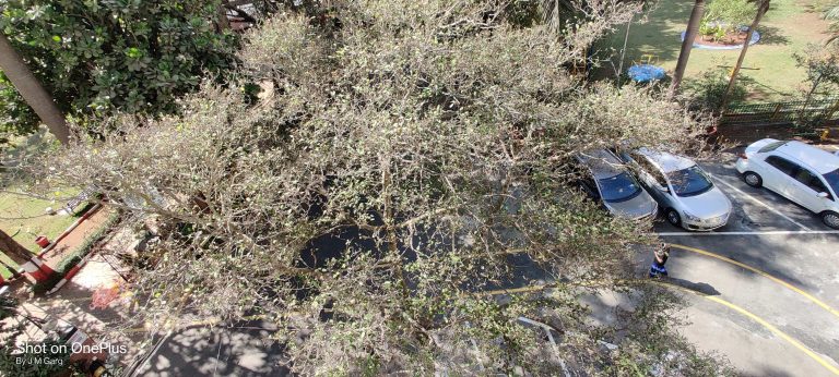 Umber Tree Ficus racemosa – eFlora of India