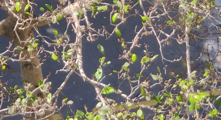 Umber Tree Ficus racemosa – eFlora of India