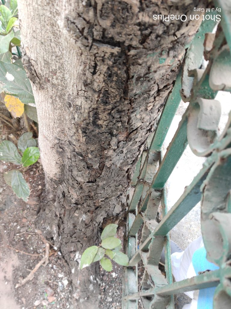 Umber Tree Ficus racemosa – eFlora of India
