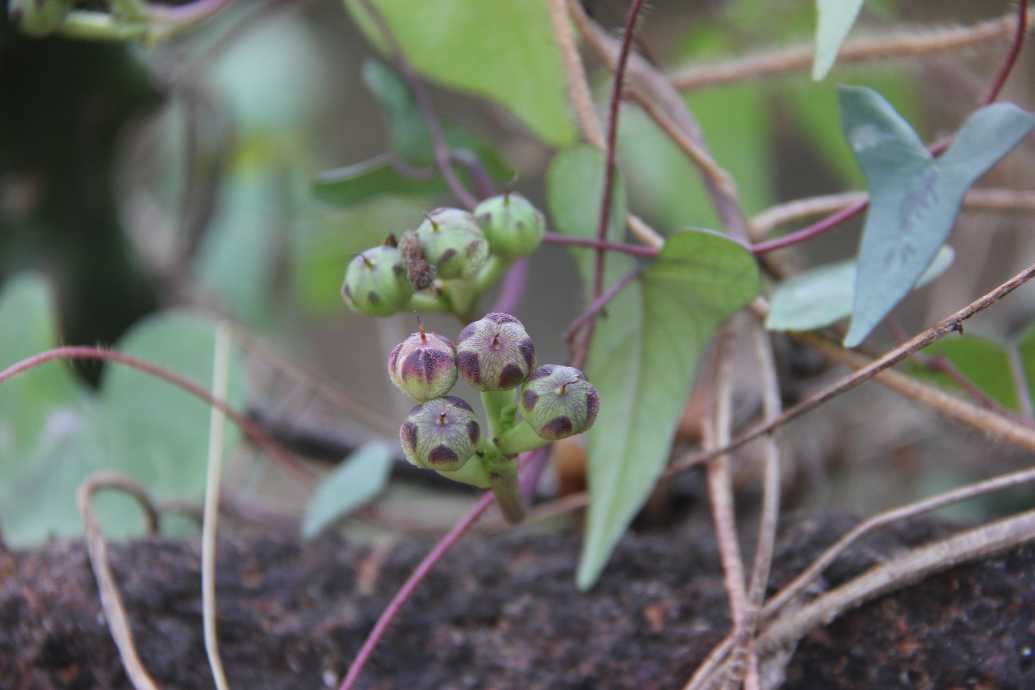 Ipomoea sagittifolia – eFlora of India
