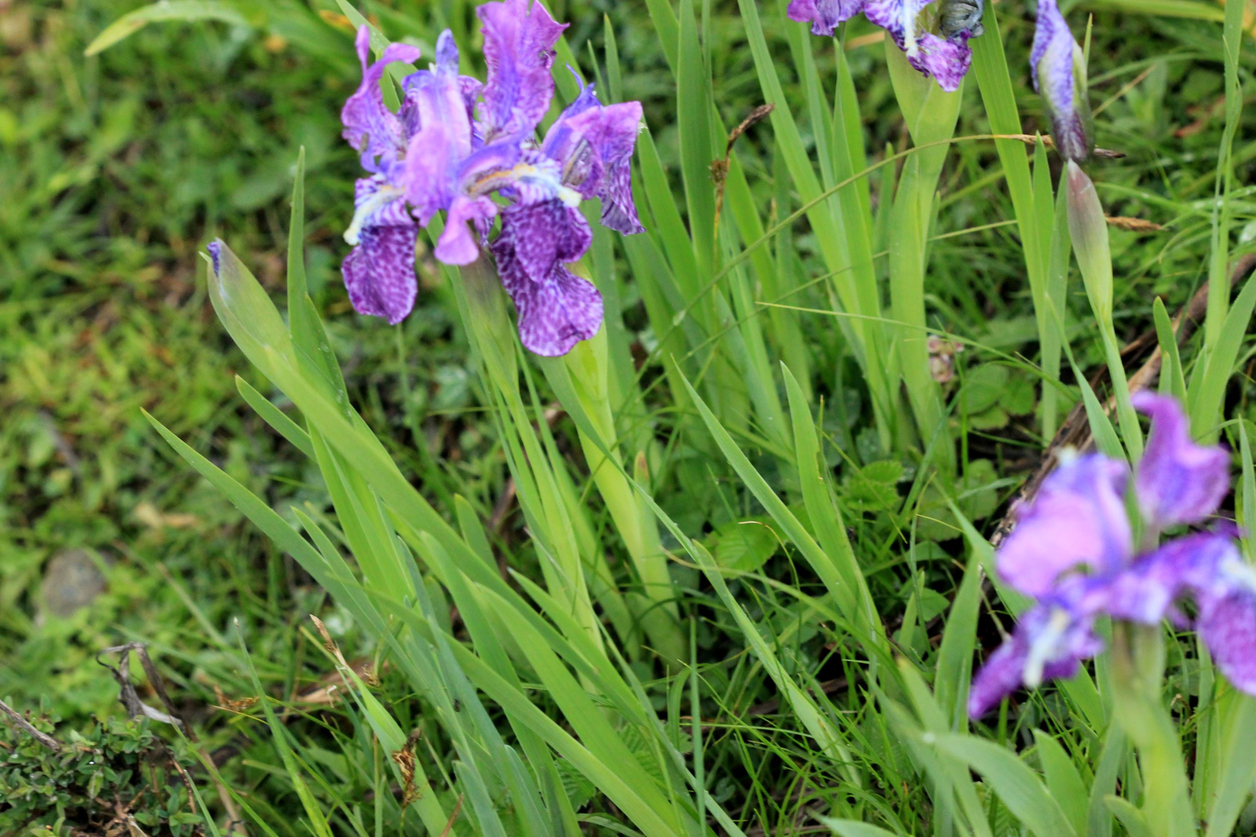 Iris hookeriana – eFlora of India