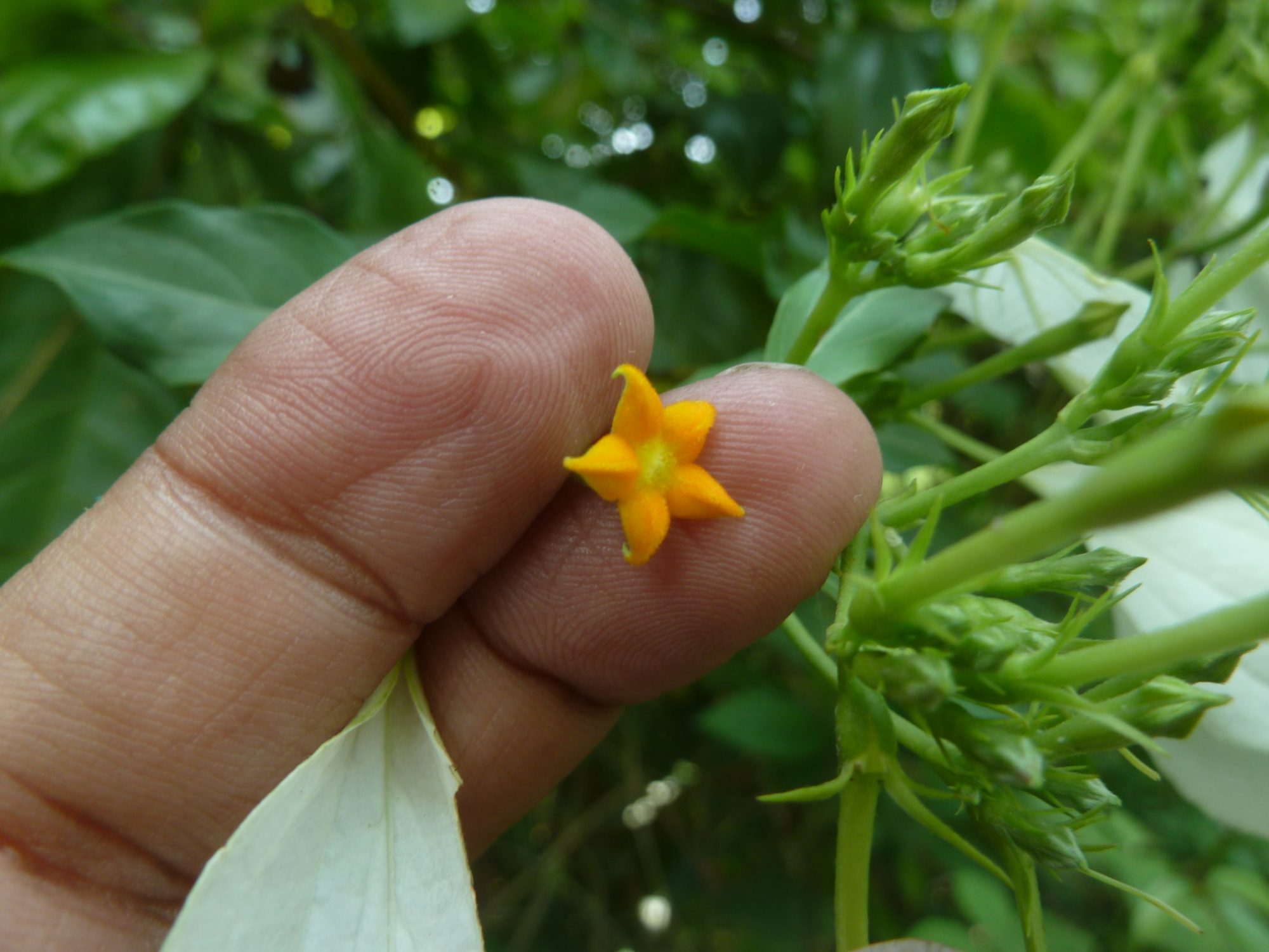 mussaenda-treutleri-eflora-of-india