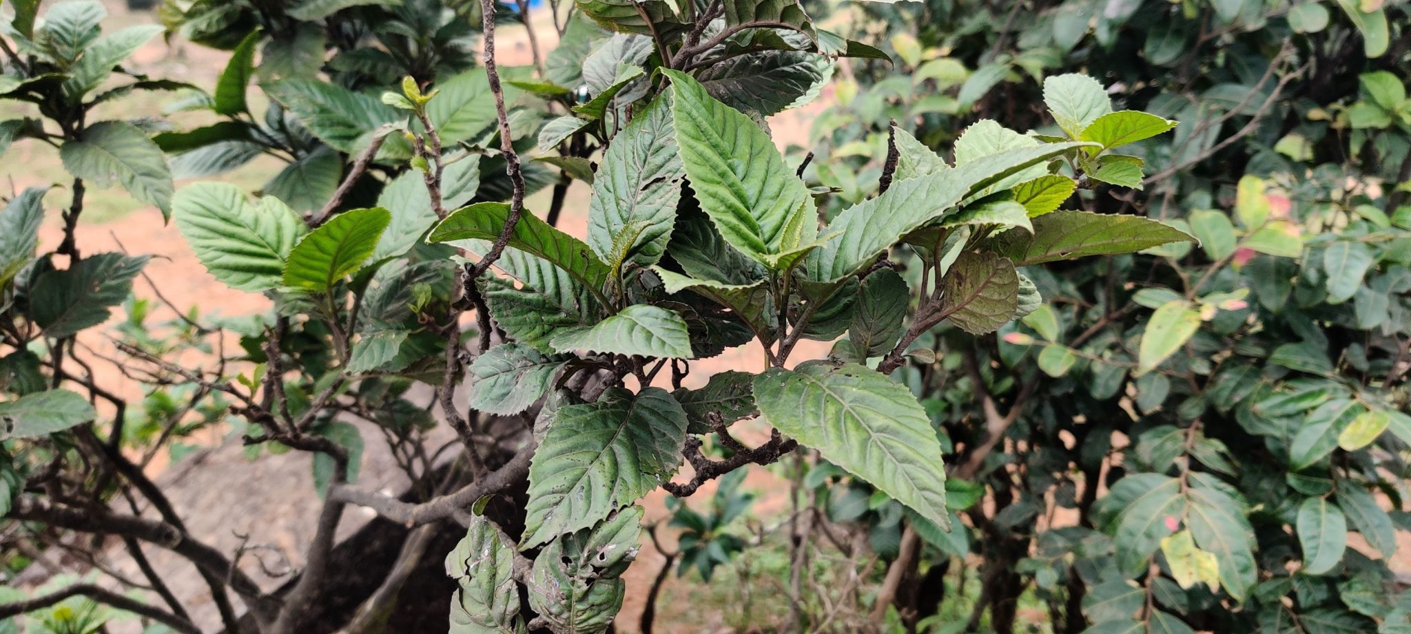 Maesa indica – eFlora of India