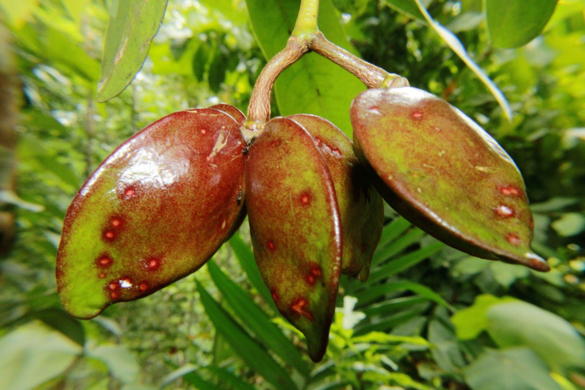 Quassia indica – eFlora of India