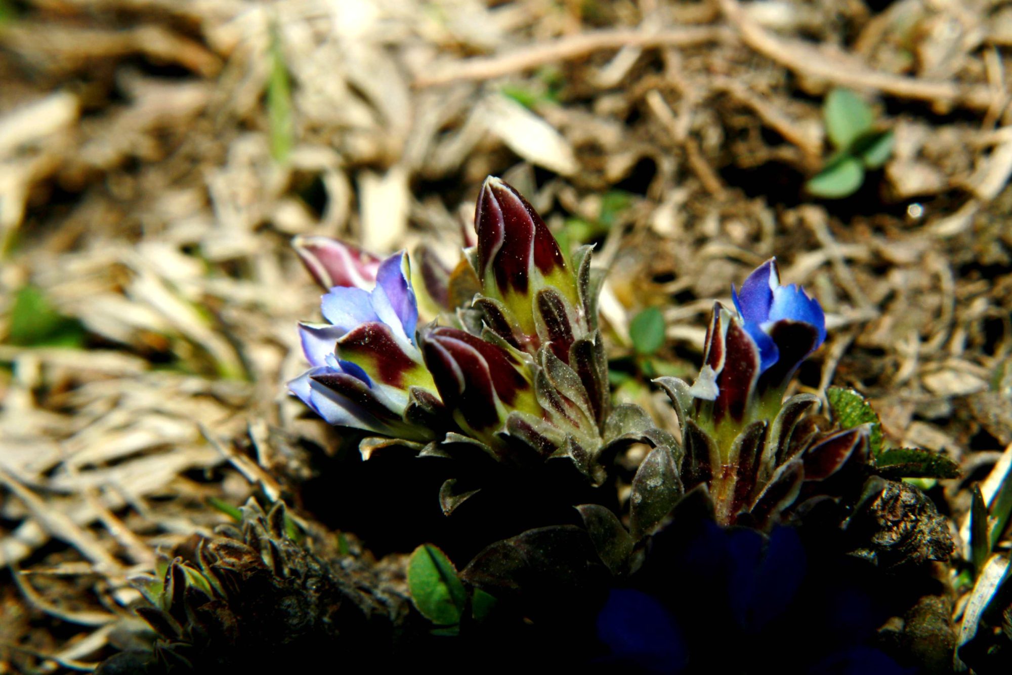 Gentiana – eFlora of India