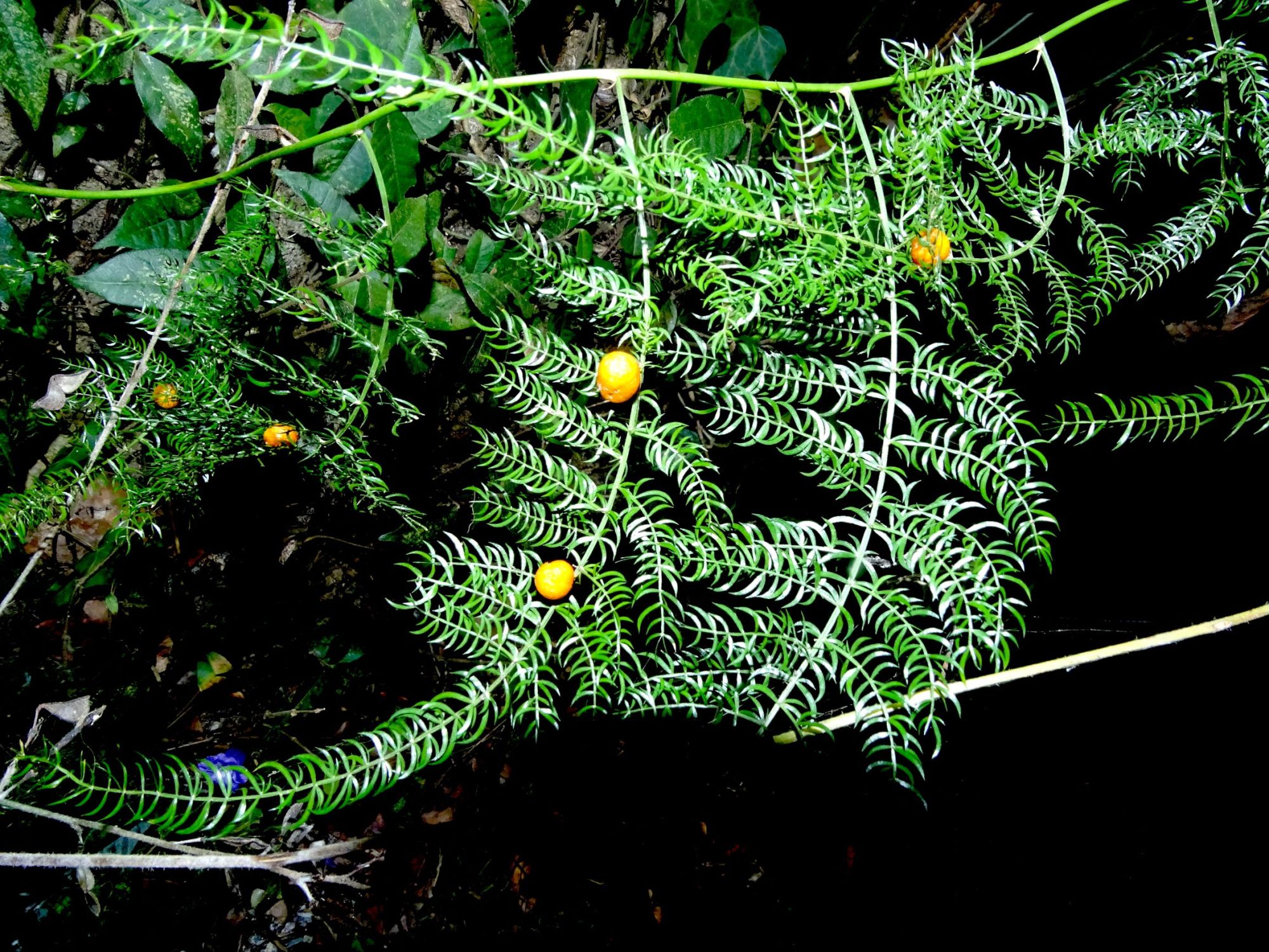 asparagus-filicinus-eflora-of-india