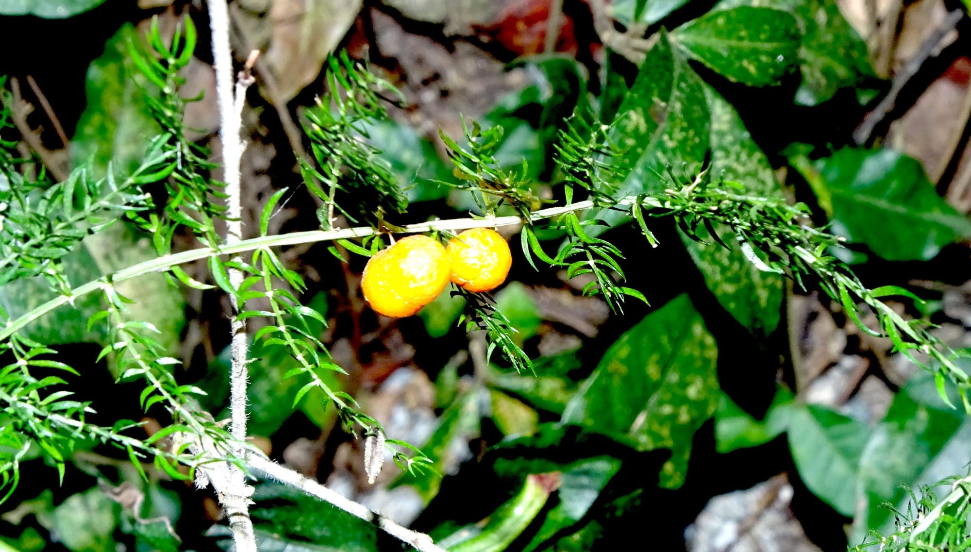 asparagus-filicinus-eflora-of-india