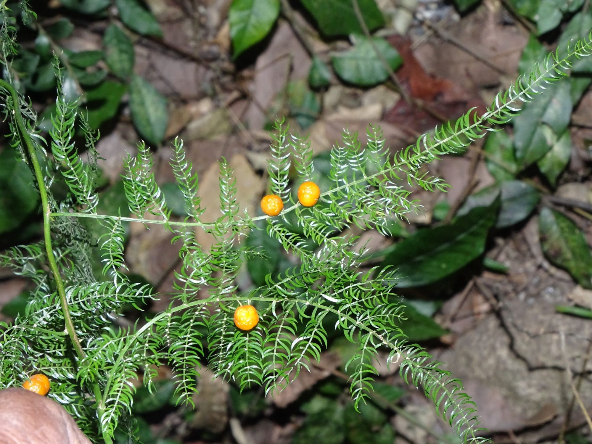 asparagus-filicinus-eflora-of-india