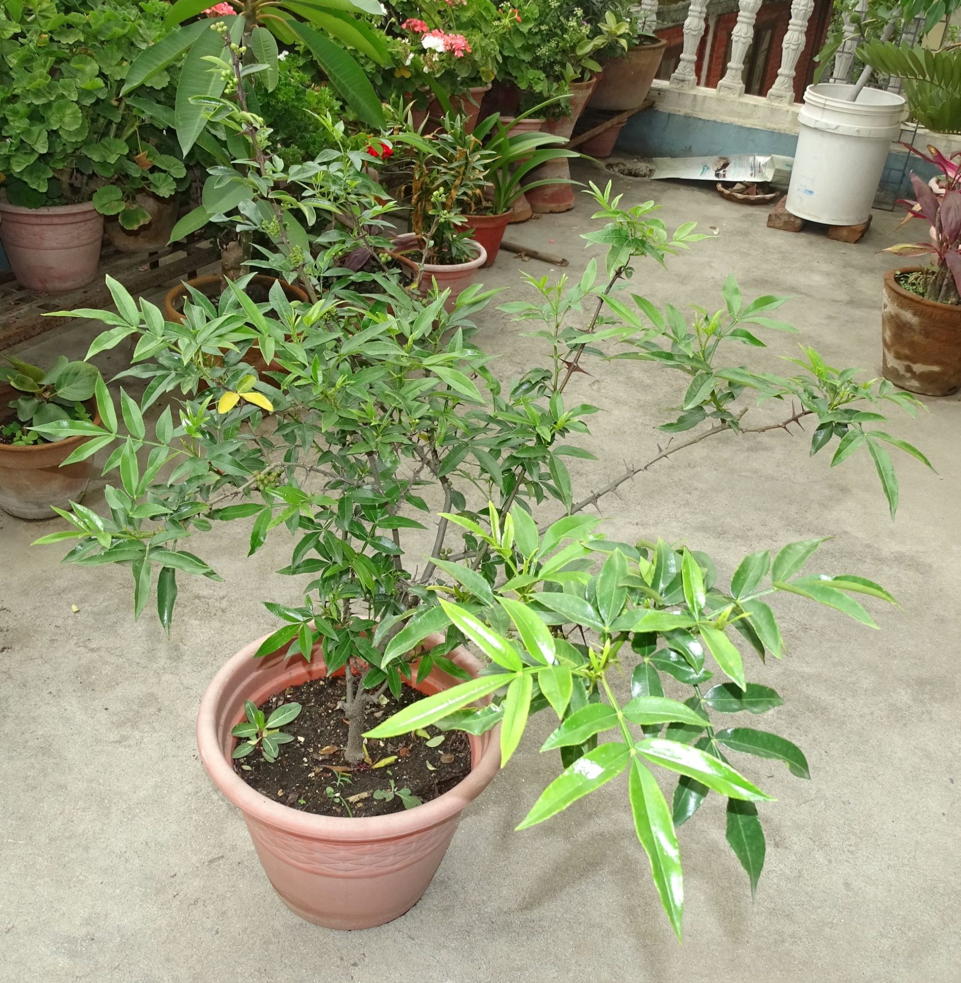 Zanthoxylum armatum – eFlora of India