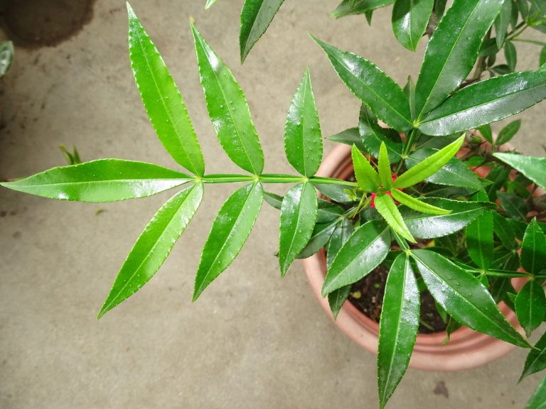 Zanthoxylum armatum – eFlora of India
