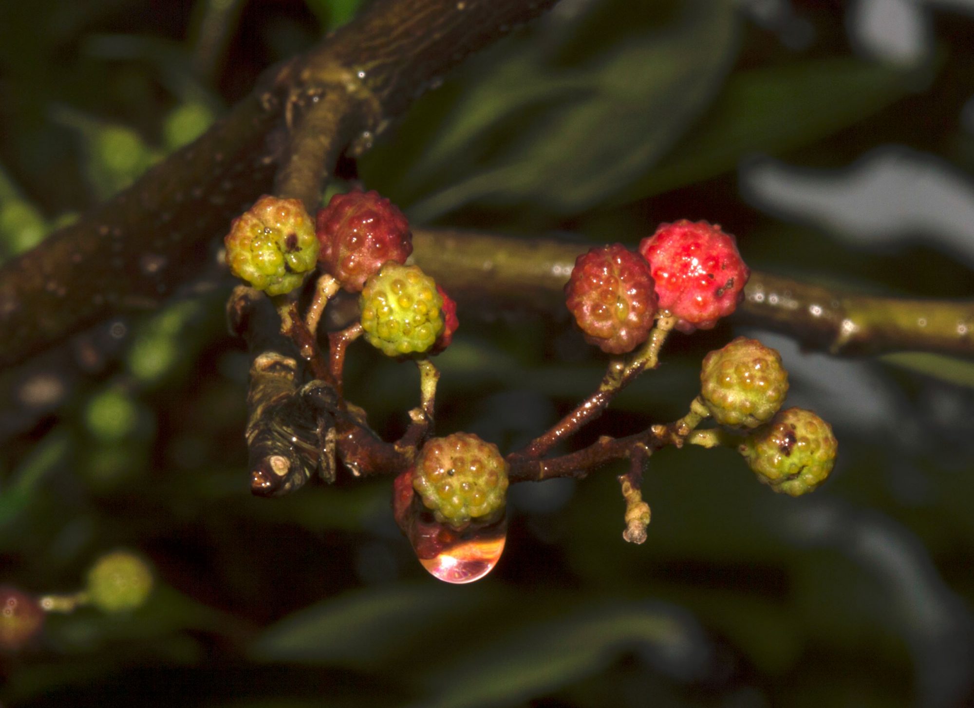 Zanthoxylum armatum – eFlora of India