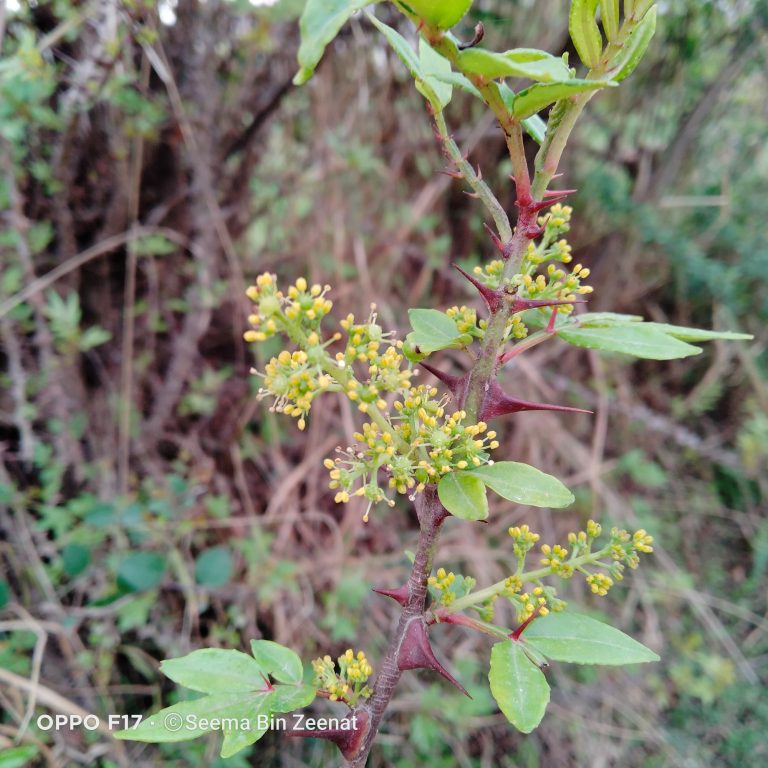 Zanthoxylum armatum – eFlora of India