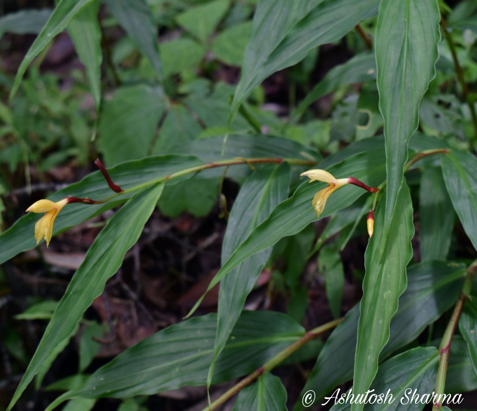 Cautleya EFlora Of India cautleya-eflora-of-india