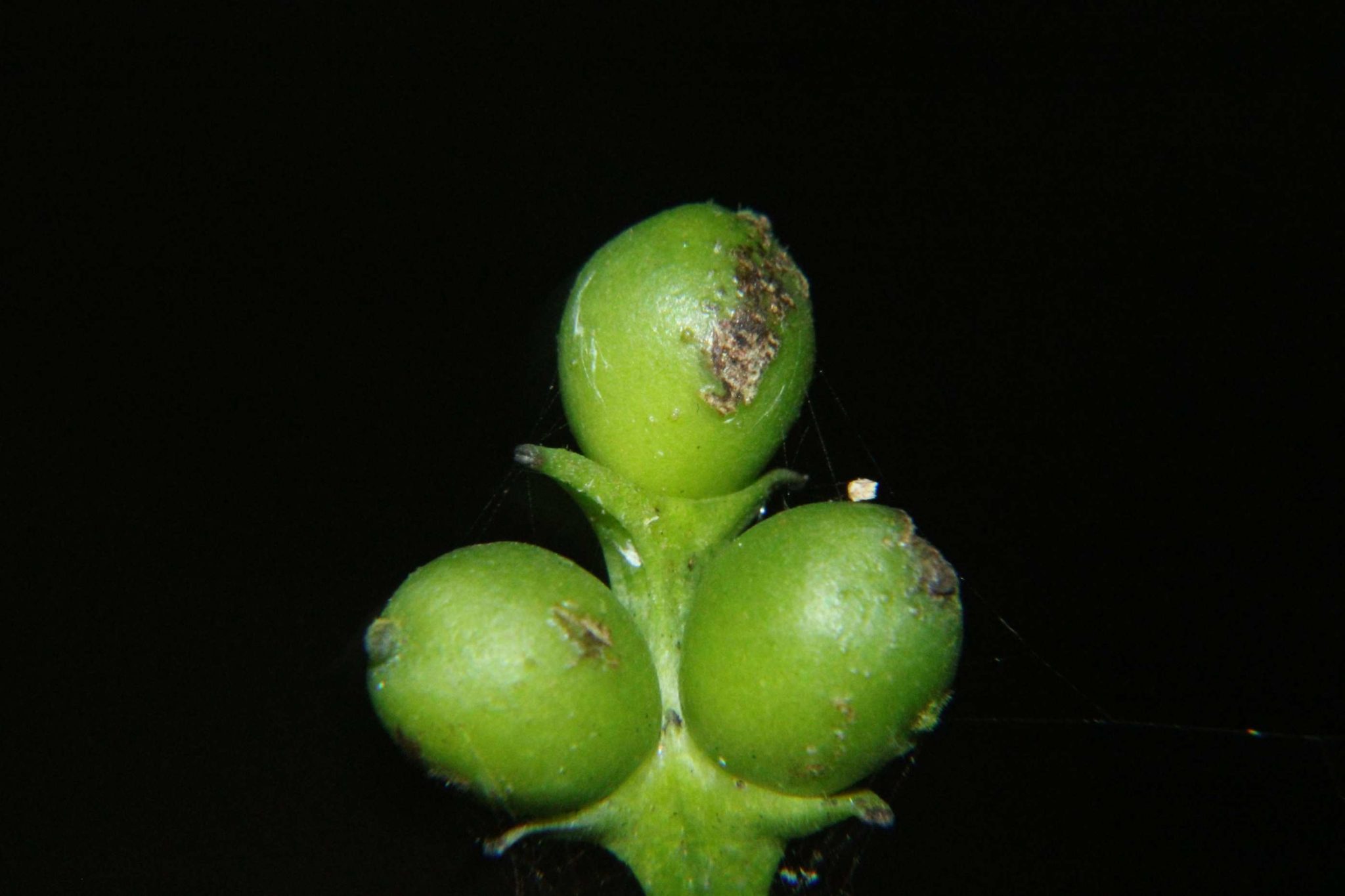 sarcandra-chloranthoides-eflora-of-india