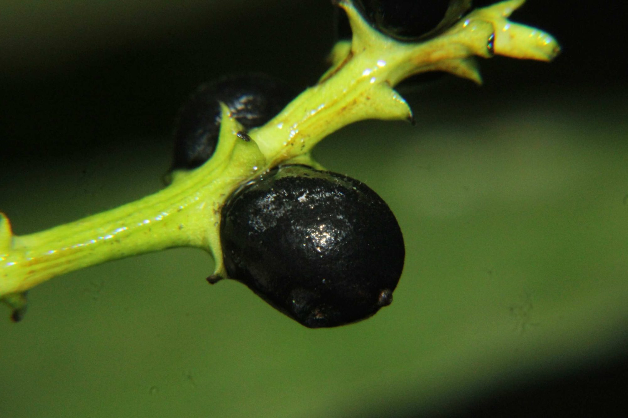 Chloranthaceae – eFlora of India