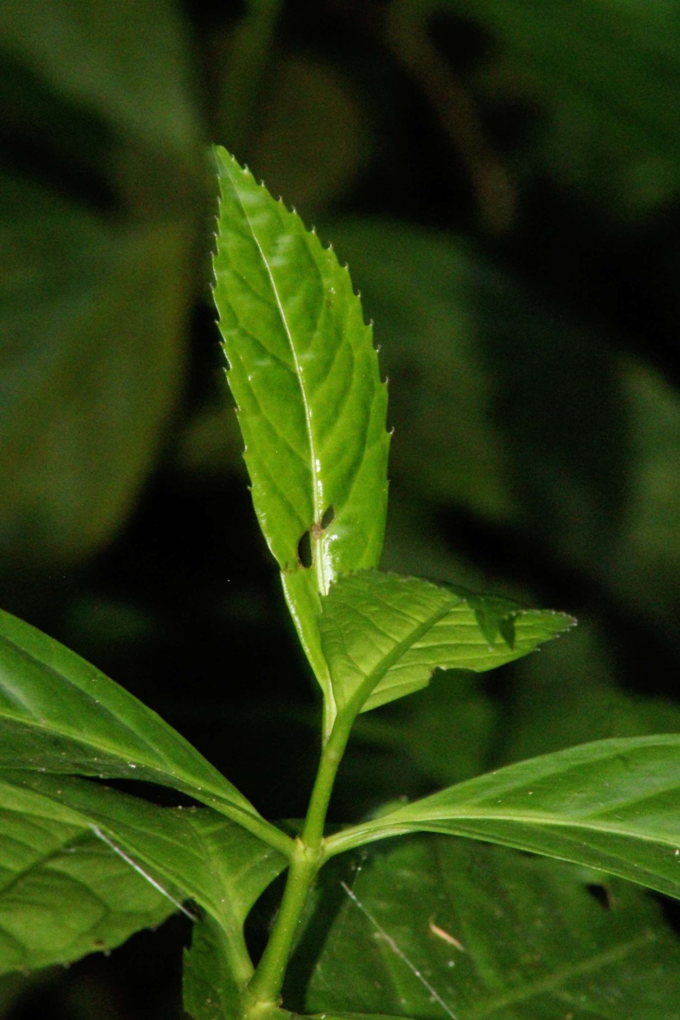 sarcandra-chloranthoides-eflora-of-india