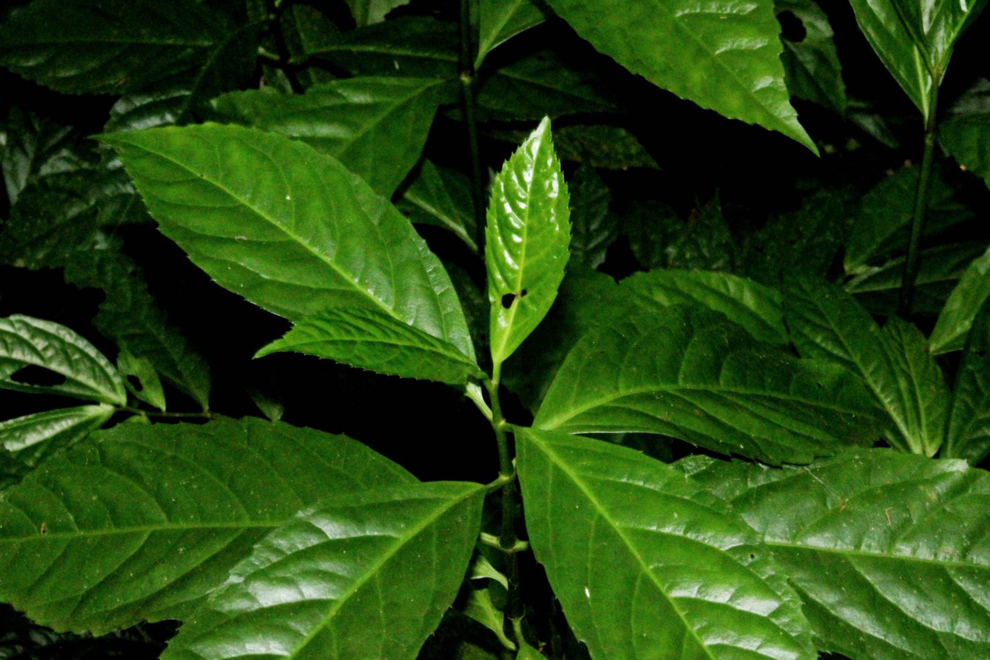 sarcandra-chloranthoides-eflora-of-india
