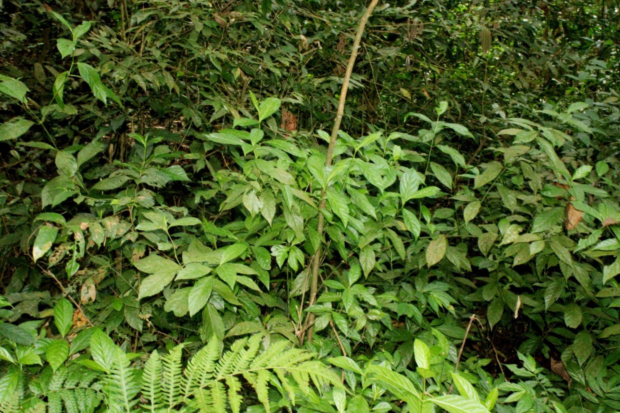 Sarcandra chloranthoides – eFlora of India