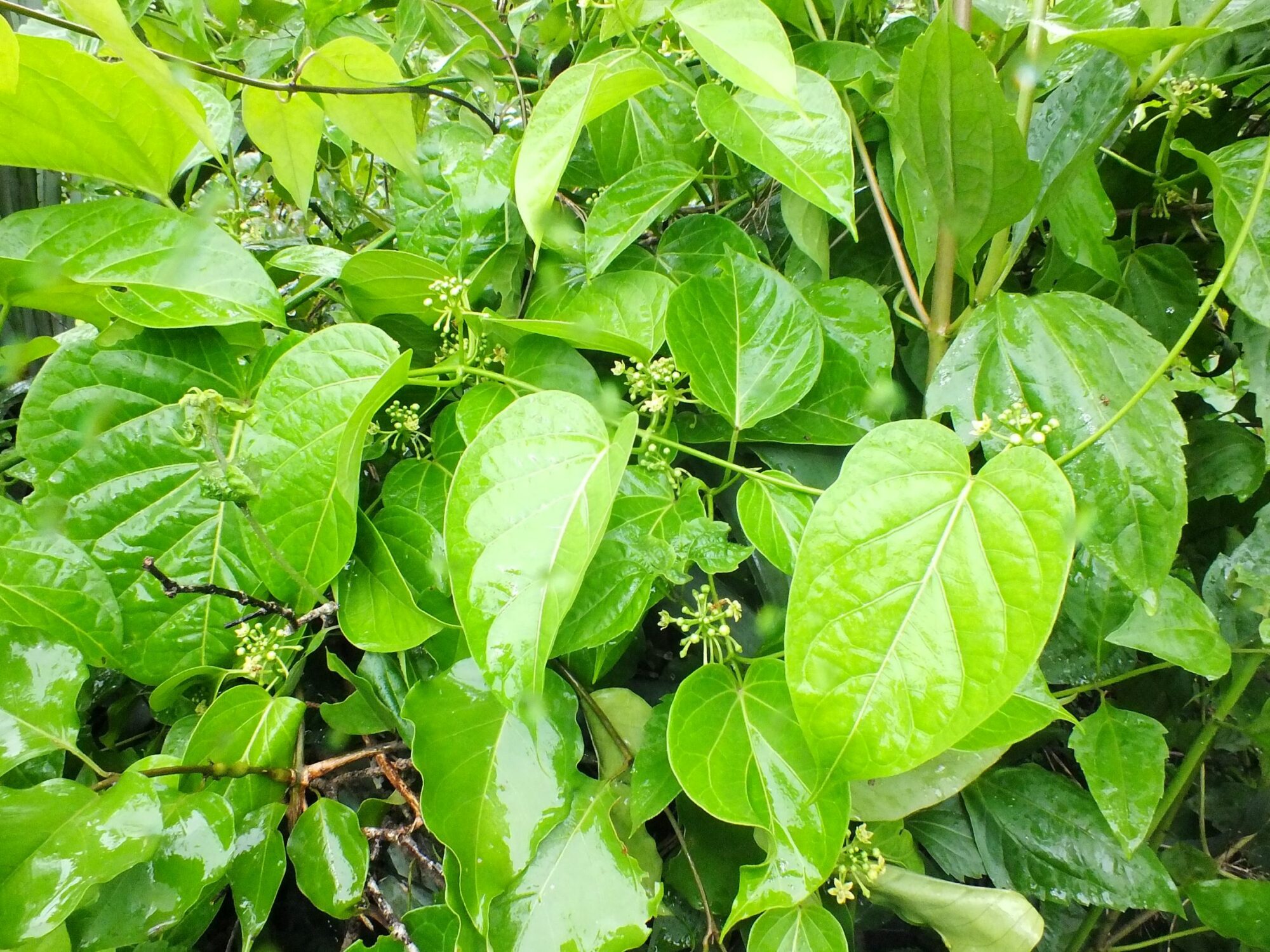Cosmostigma cordatum – eFlora of India