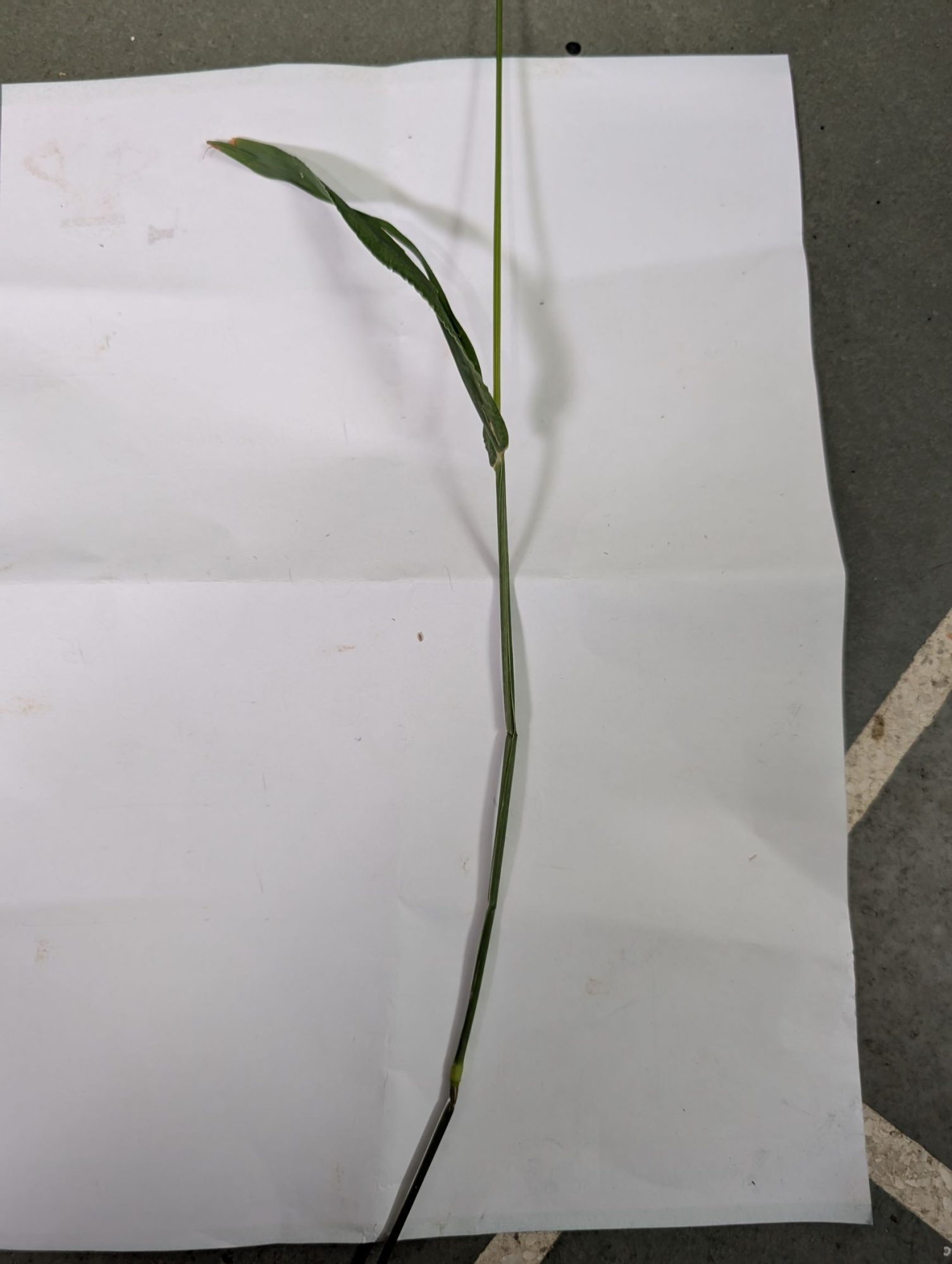 Digitaria setigera – eFlora of India