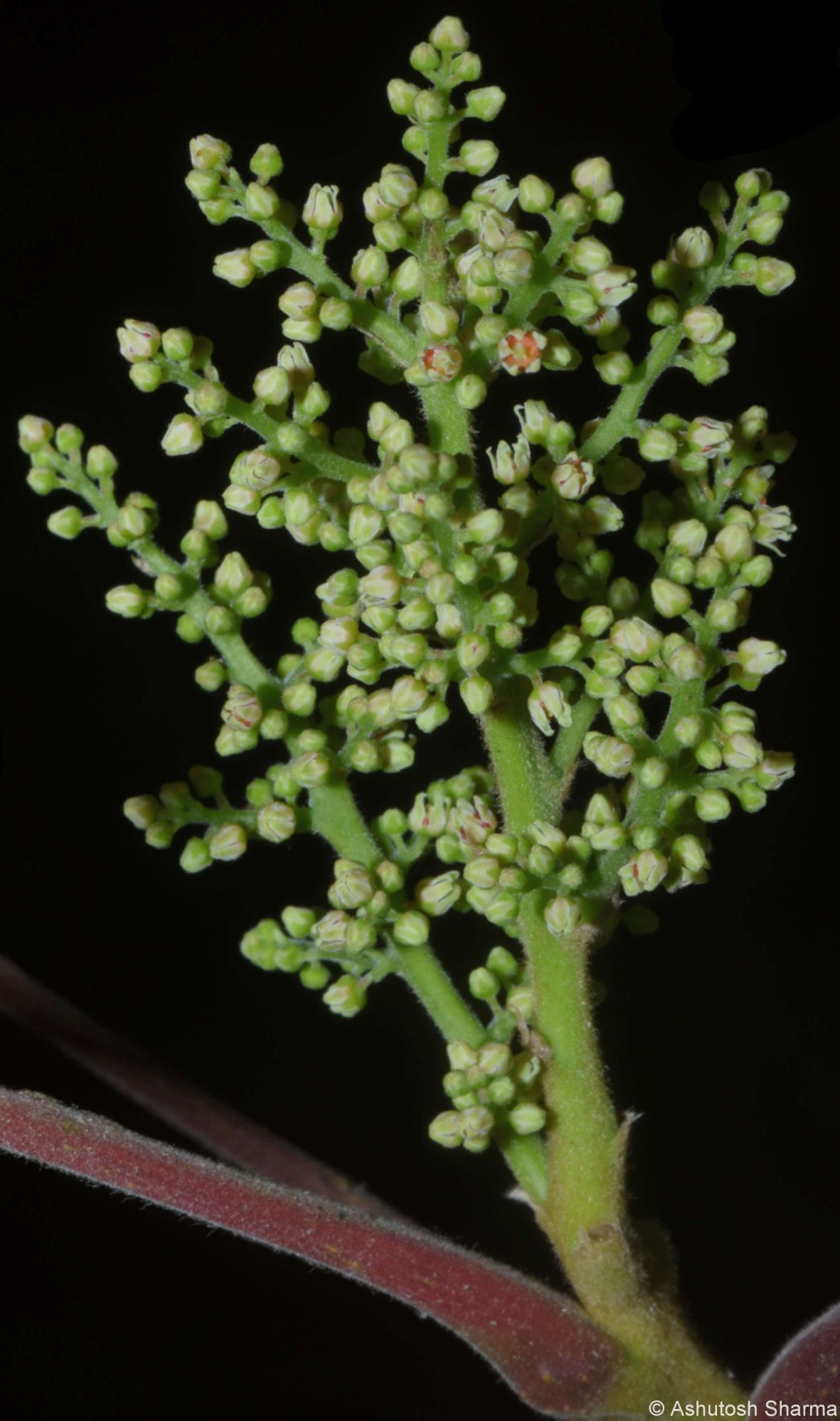 Anacardiaceae – eFlora of India