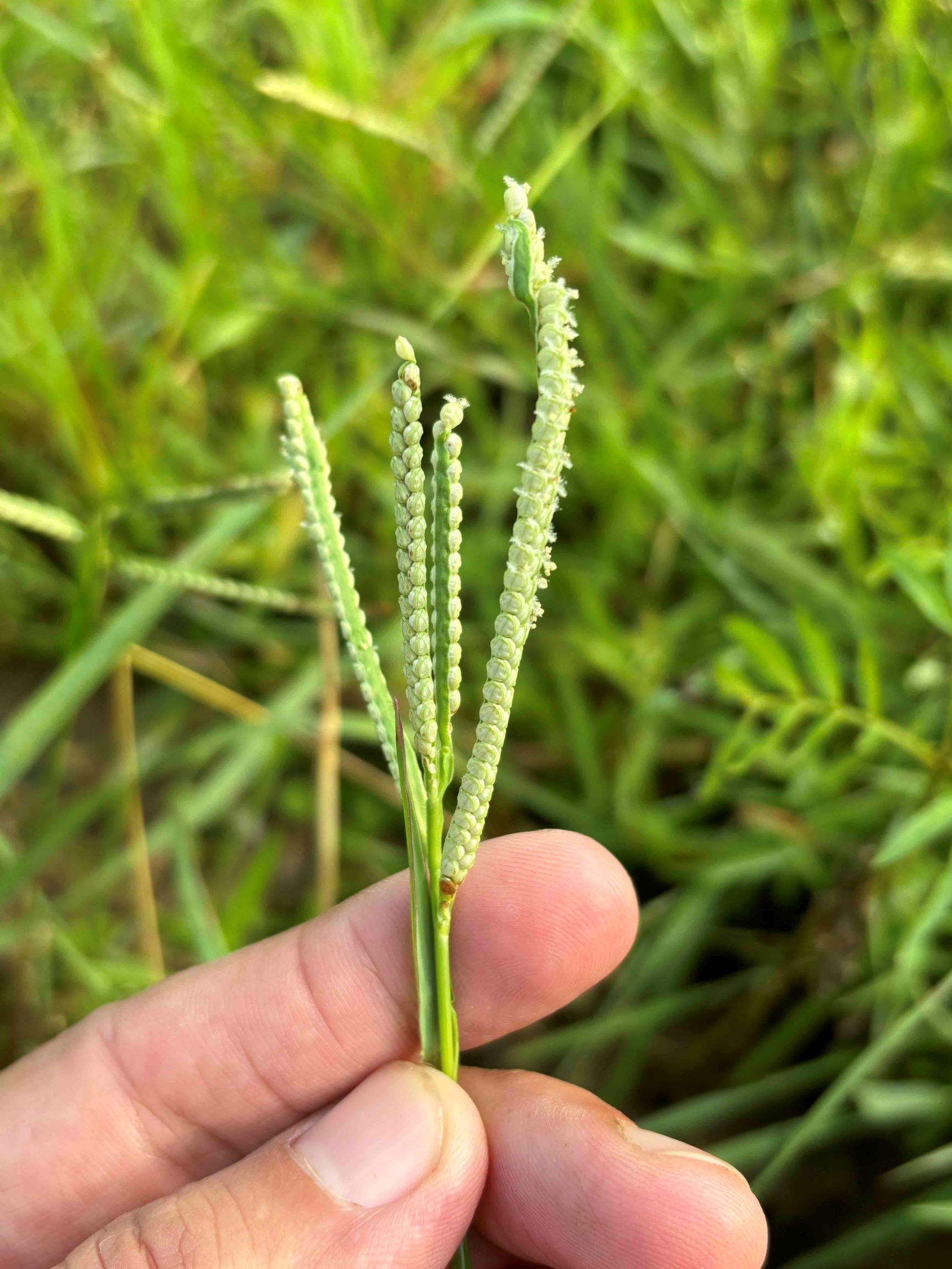 Paspalum Scrobiculatum EFlora Of India
