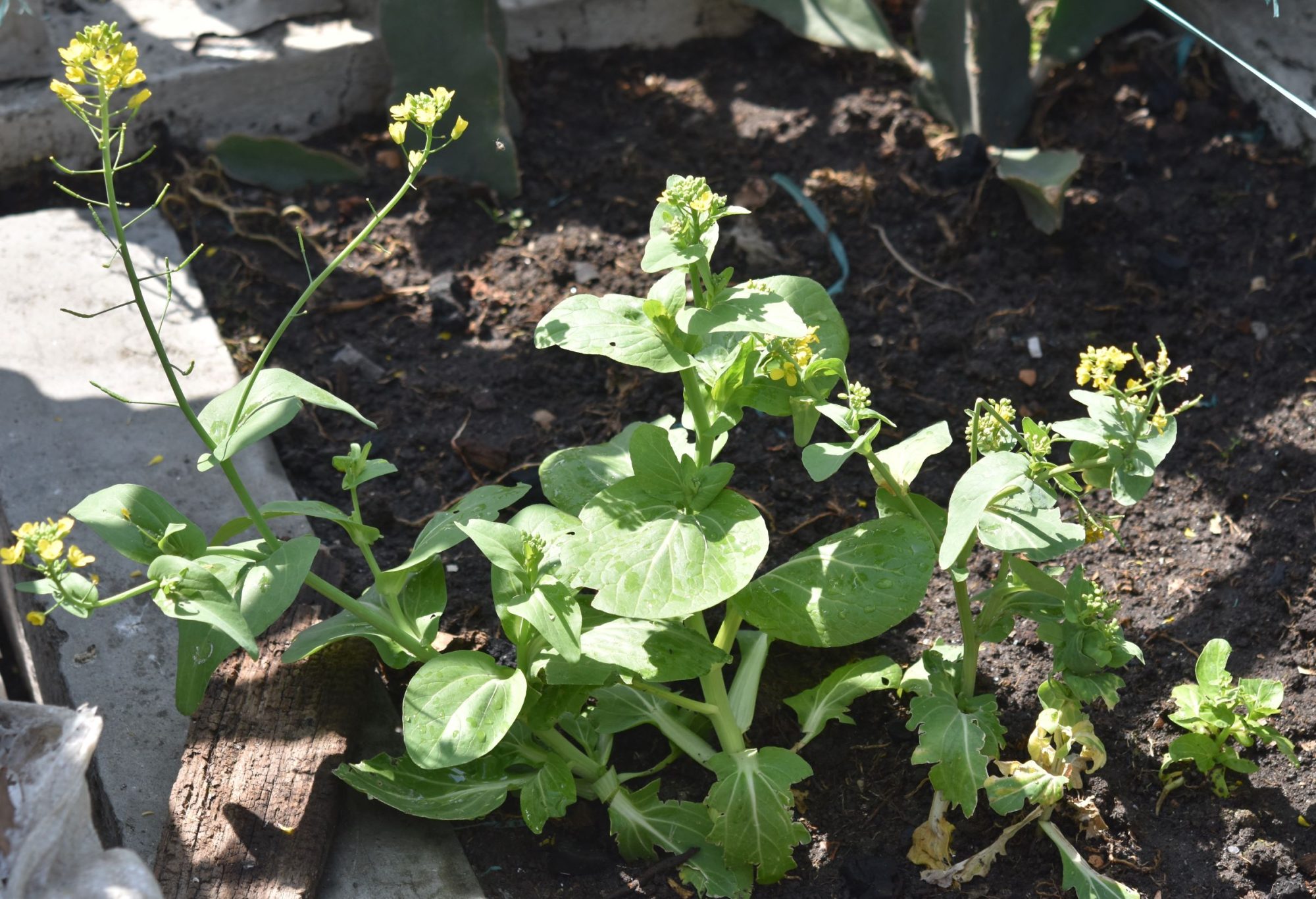 Brassica rapa subsp. chinensis – eFlora of India