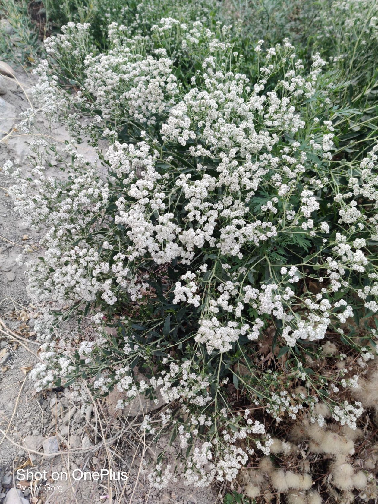 Lepidium latifolium – eFlora of India