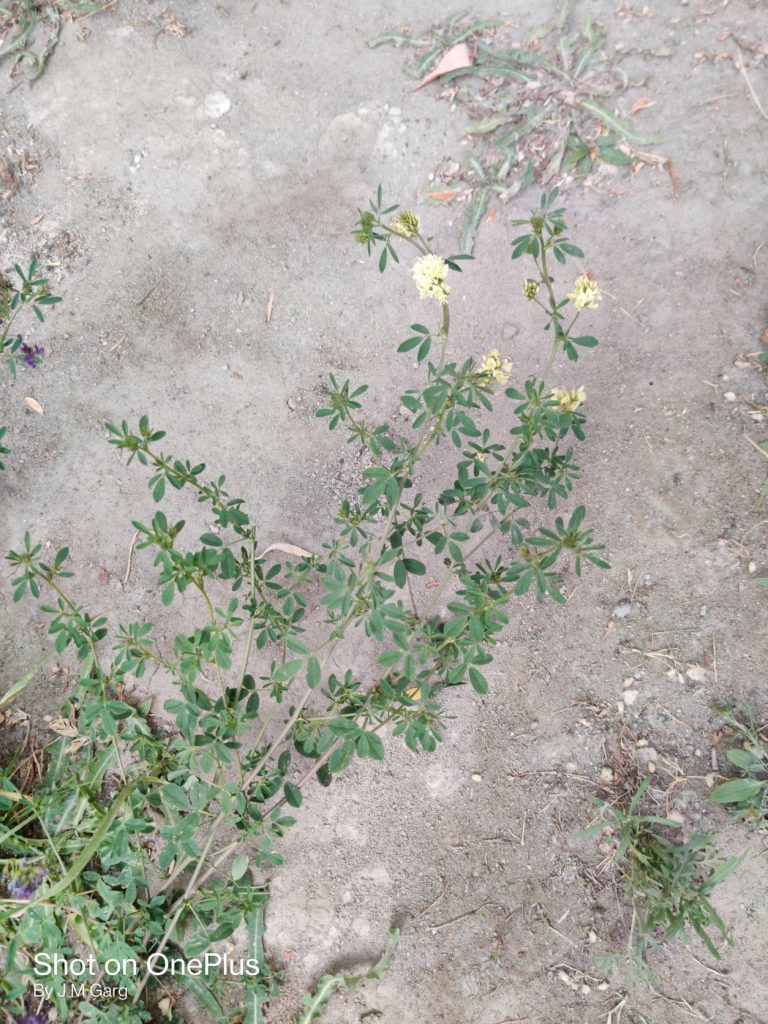 Medicago falcata – eFlora of India